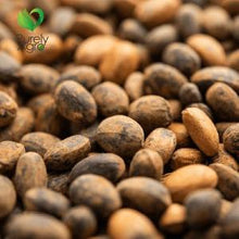 Load image into Gallery viewer, Purelyagro Jamalgota Jamal Ghota Seeds Croton Seeds Croton Tiglium Seeds - Miracle / Ghana seed