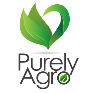 Purely Agro | Fresh Produce Moringa Oleifera