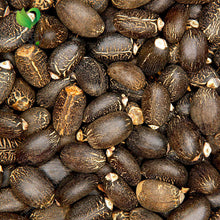 Load image into Gallery viewer, Purelyagro Jatropha Curcas (Physic Nut) Perennial Herb Plant
