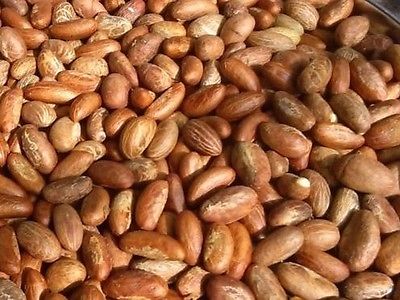 Bitter Kola Nuts 