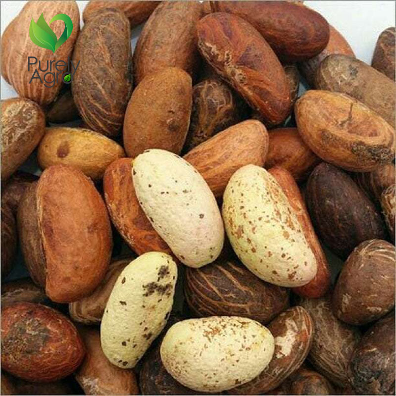 Purelyagro Bitter Kola Nuts - Garcinia Kola Orogbo Nut (Fresh & Handpicked)