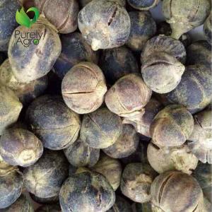Purelyagro Gorontula Miracle Fruit Azanza Garckeana Organic Kayamata Sweet Snot Apple  Fruit