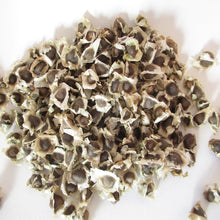 Load image into Gallery viewer, Purelyagro Premium Non-GMO Moringa Seeds Miracle Tree Drumstick Oleifera

