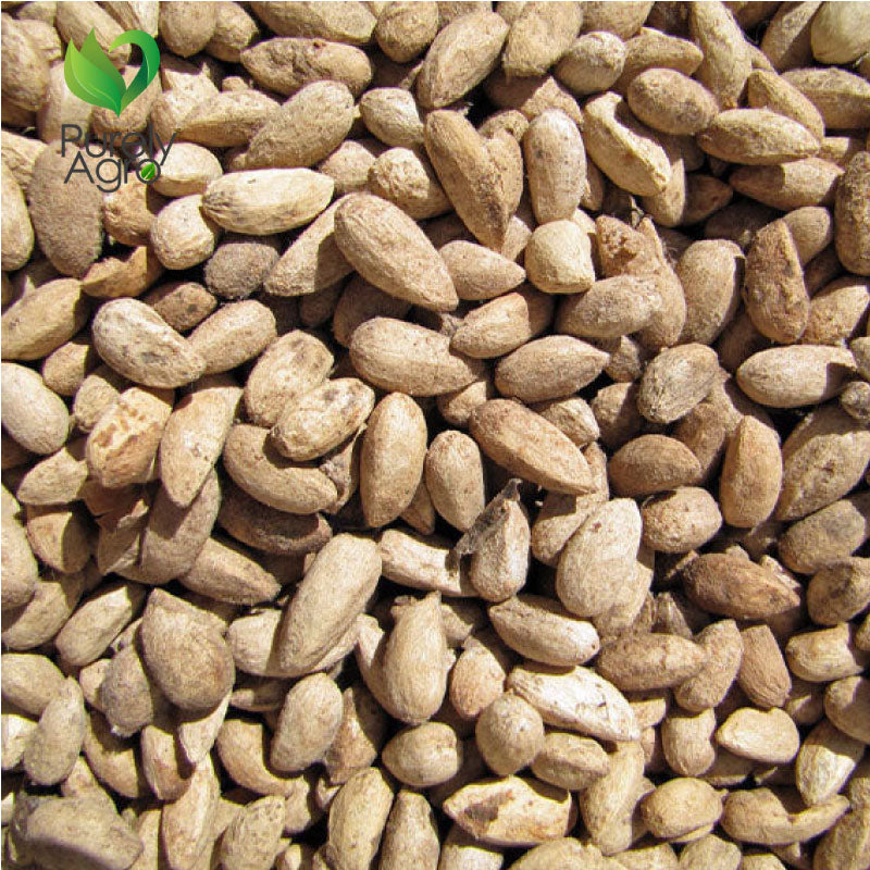 Purelyagro Neem Seeds Azadirachta Indica Sun Dried Organic Neem Beej Nimboli