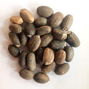 Purelyagro Jatropha Curcas (Physic Nut) Perennial Herb Plant Online