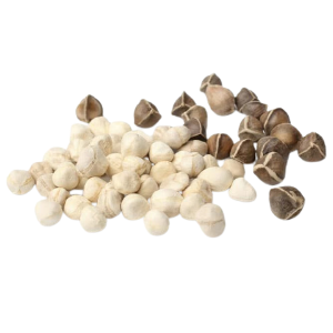 Premium Non-GMO Moringa Seeds