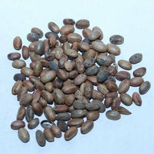 Load image into Gallery viewer, Purelyagro Jamalgota Seeds Croton Tiglium Seeds Online 
